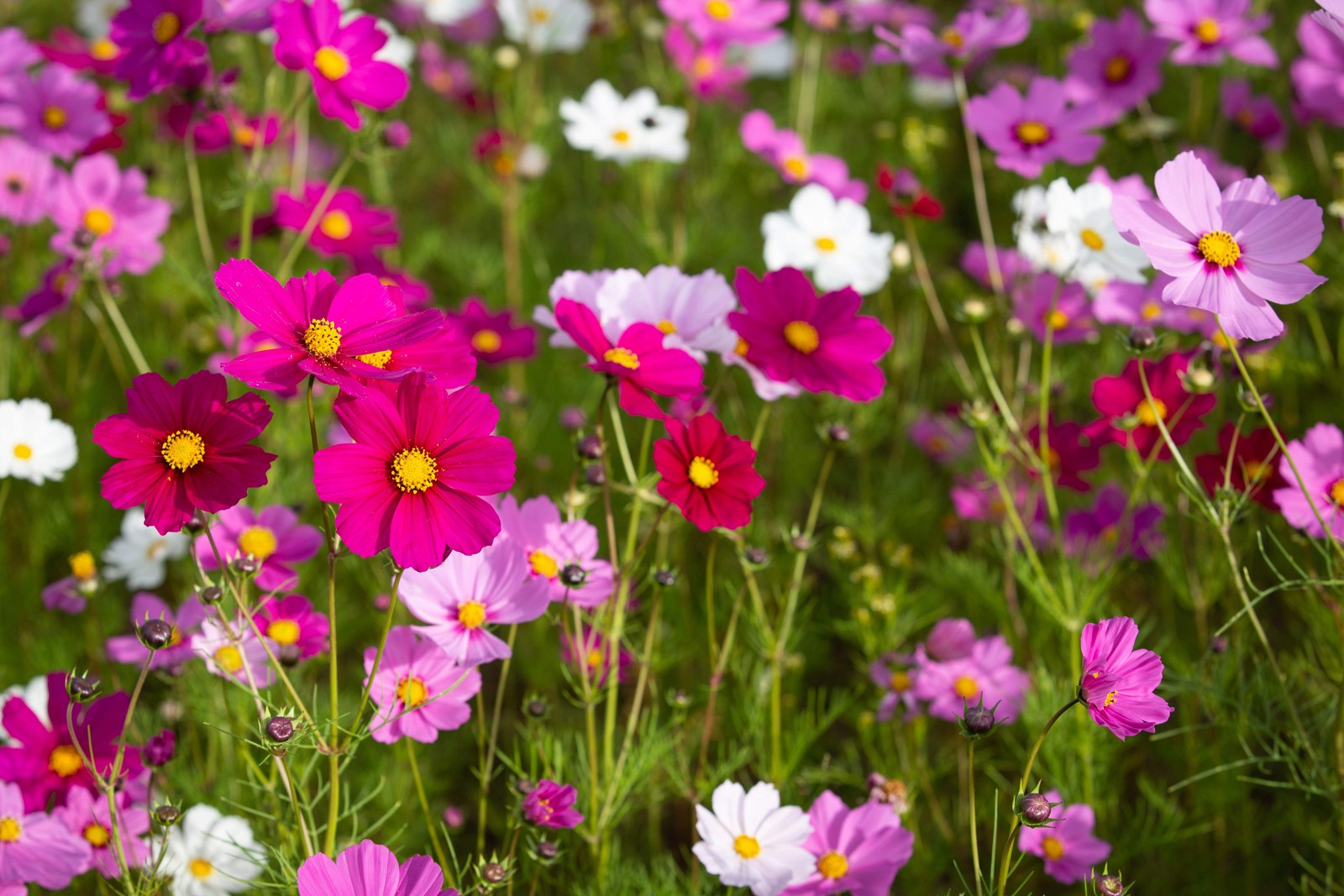 350 COSMOS SENSATION MIX Mixed Colors Cosmos Bipinnatus Flower Seeds