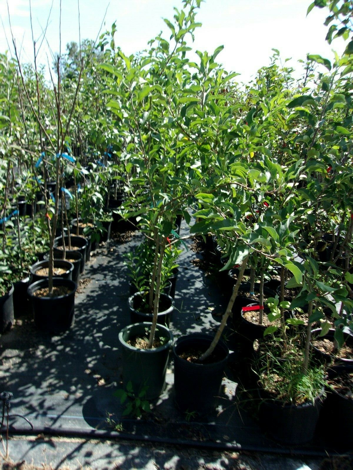 Shizuka Japanese Apple Fruit Tree 4′-6′ Ft. Live Trees Plant Sweet Juicy Apples