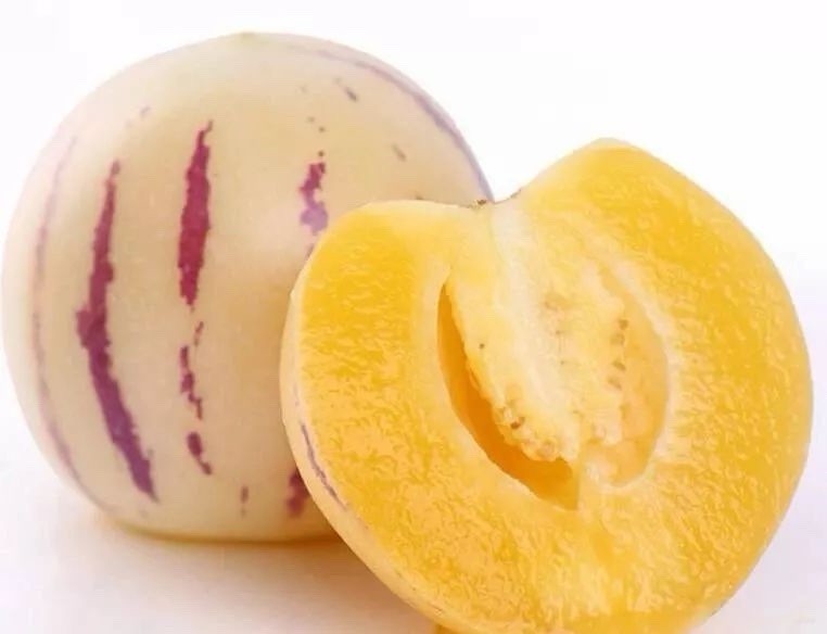 1 Pepino Melon Cutting 8” Golden Sweet Ginseng Fruit Live Plant