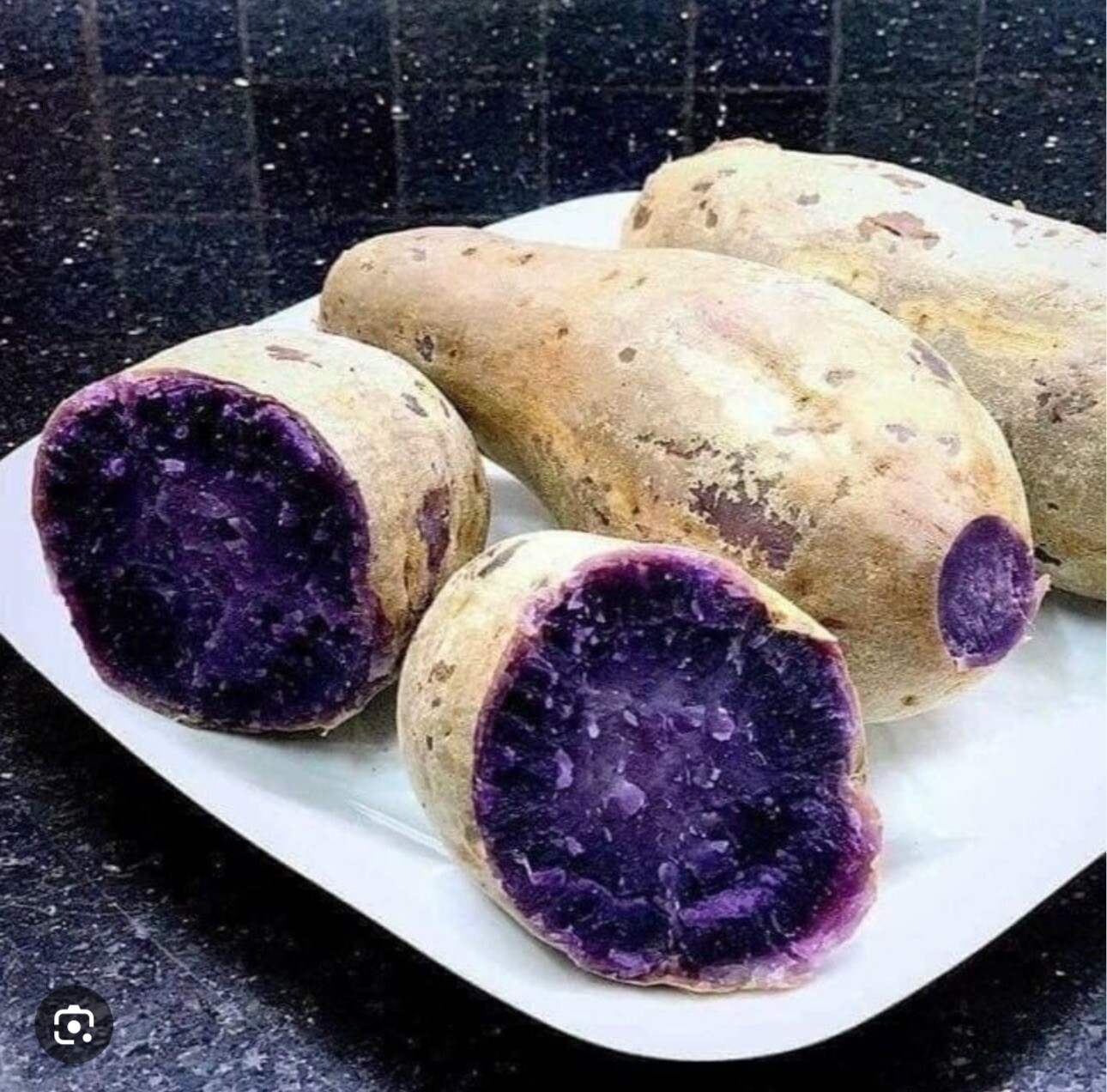 5 purple and whiteJapanese yam Sweet Potato Slips Rooted In A Cup dây lang nhật