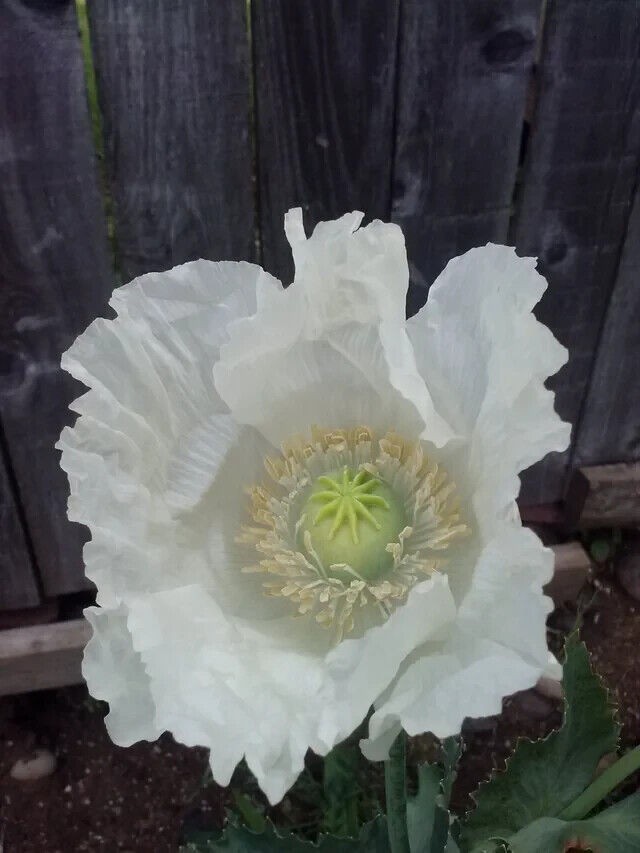 3,000 – 1 Gram Peshawar White Poppy Seeds – P. Somniferum – Giant & Solid White