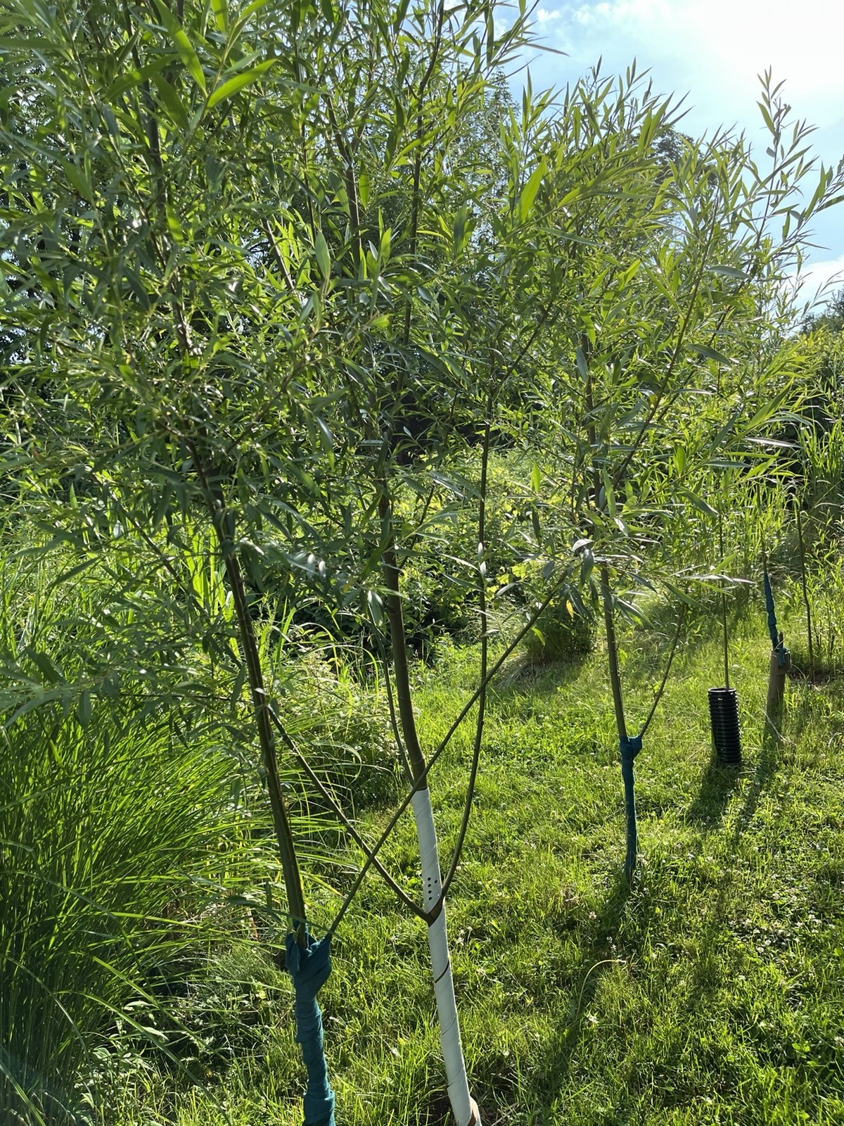 20 Austree Hybrid Willow Tree Cuttings Freshly Harvested After Order is Placed