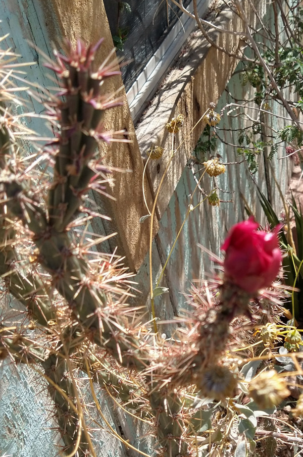 Cylindropuntia versicolor Elongated sections Deep Red Flowers 1x Cutting