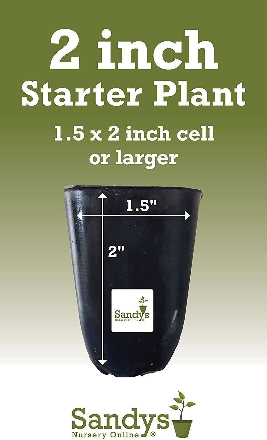Gardenia August Beauty Starter Plant