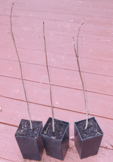 2 Witch Hazel Shrubs – 8-12″ Tall – Live Plants – 4″ Pots – Hamamelis virginiana