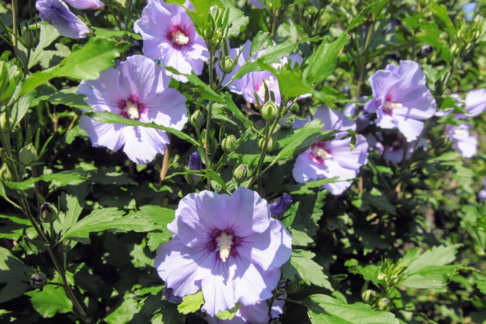Hybiscus Rose of Sharon cuttings unrooted (10)