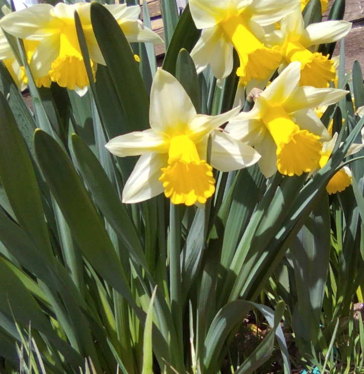 Wild Daffodil Bulbs! Great for naturalizing and containers!