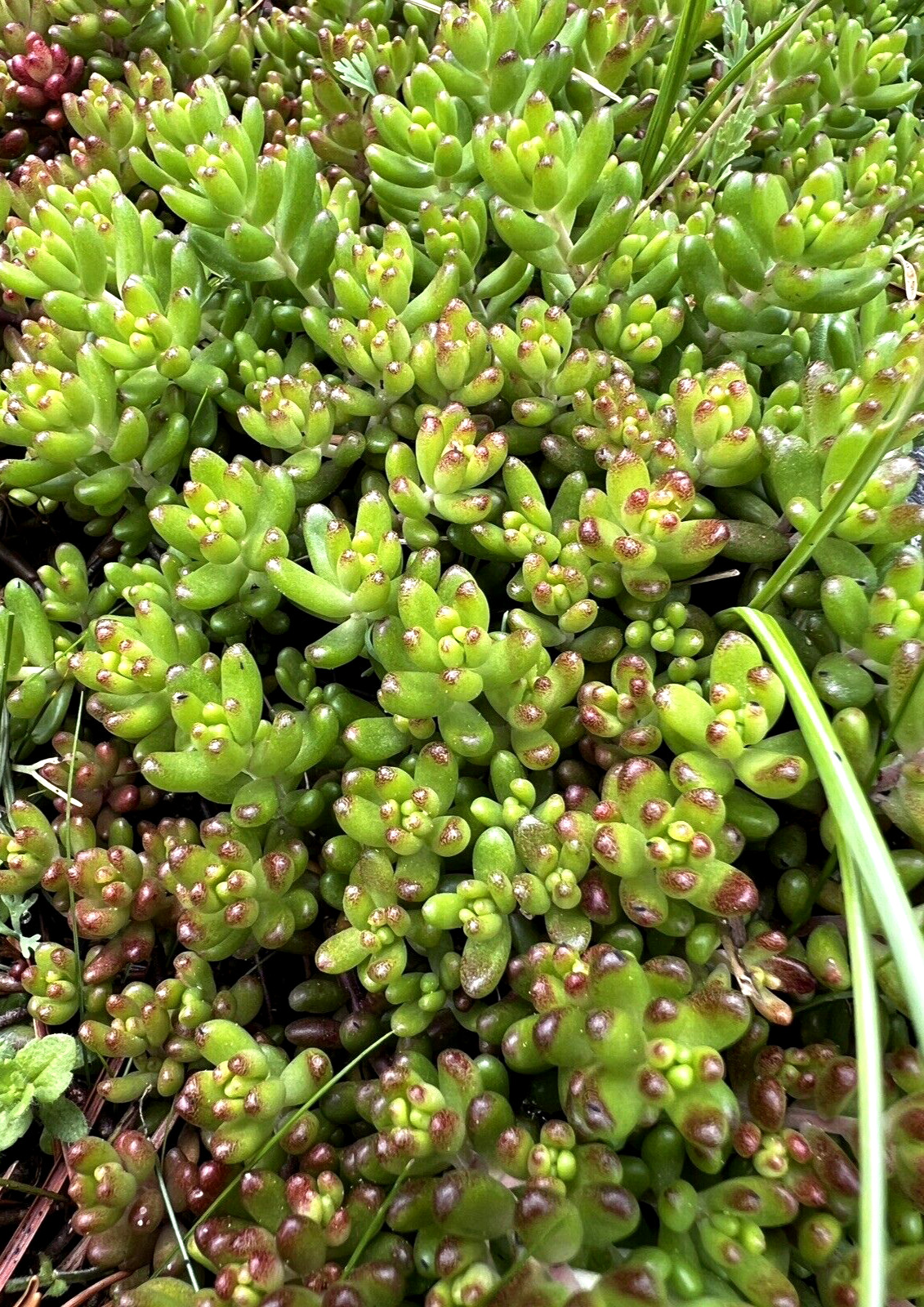 40 Sedum Album Green Ice Stone Crop Creeping Ground Cover plants, Free shipping