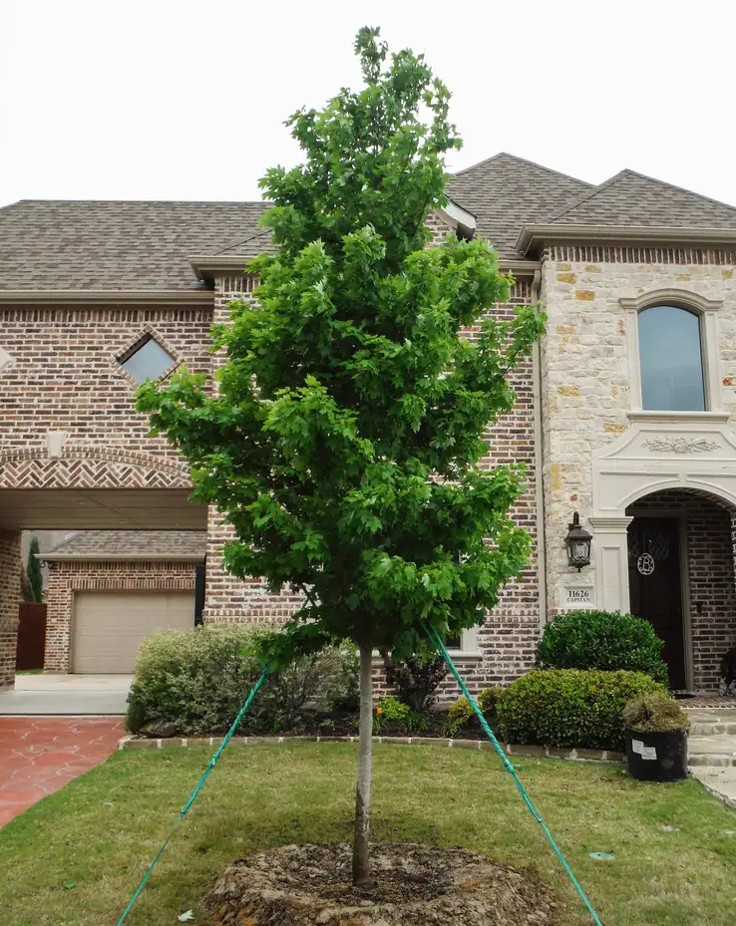 2 Live Brandywine Maple Plants – 4–6” Tall – 3” Pot – Landscape Tree