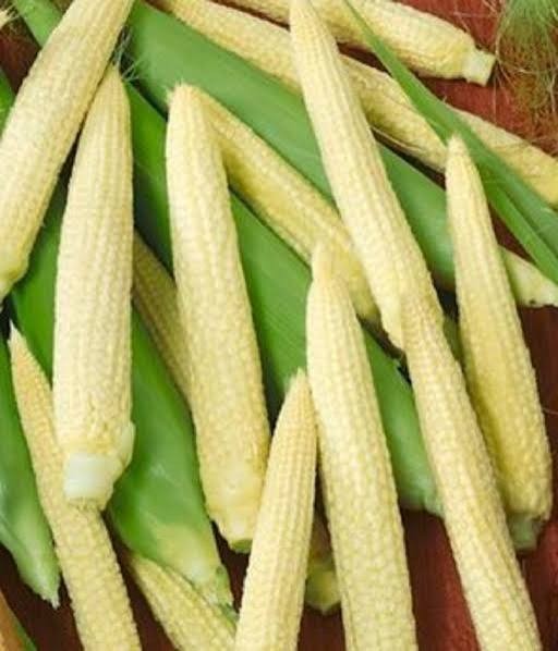 60 Japanese Baby Corn Hulless Seeds Popcorn Non GMO Zea Mays