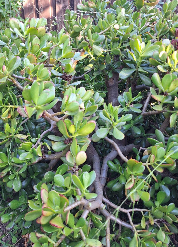 3 Jade/Money/Lucky Plant Succulent Cuttings (3-5 inches) NO POT