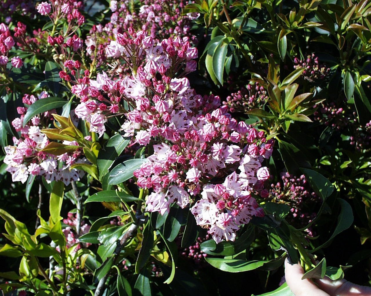 Green Promise Farms Kalmia Lat. Carousel Mountain Laurel Evergreen White