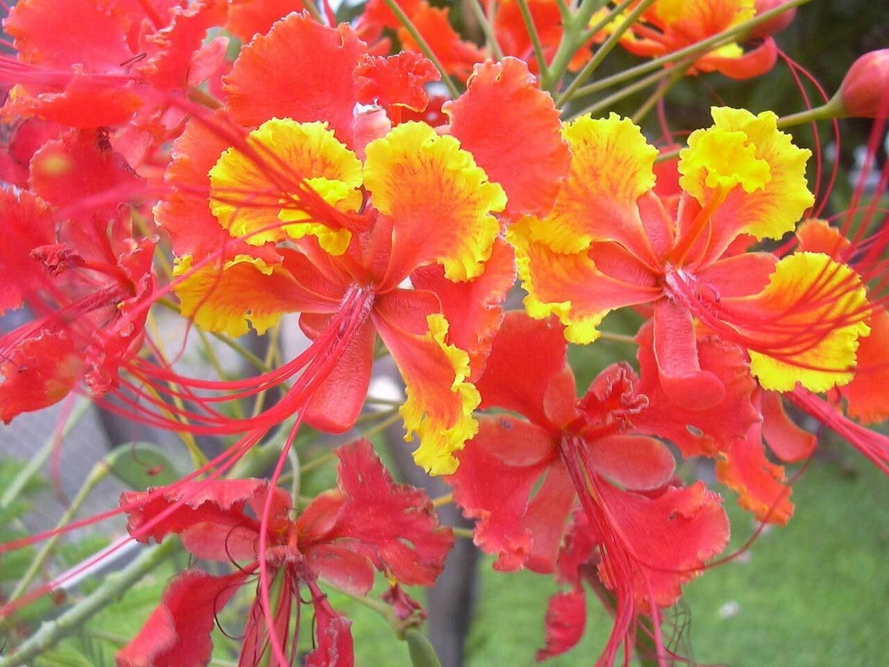 Caesalpinia pulcherrima | Pride-of-Barbados | 10_Seeds