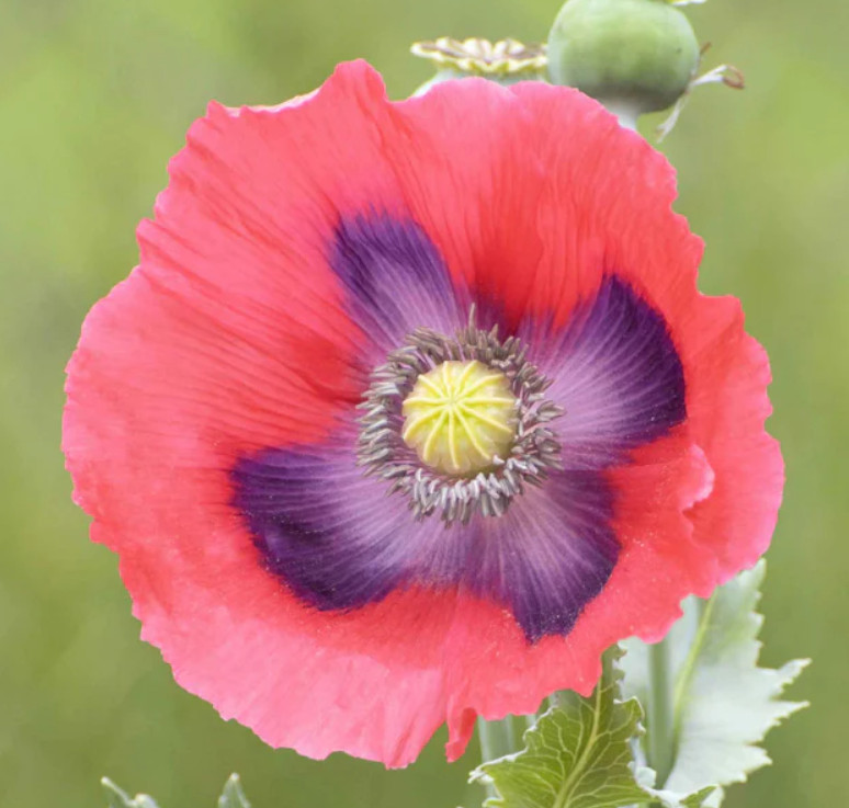 Poppy DELUXE GIANT & DRAMATIC MIX Huge Pods Pollinators Non-GMO 1000 Seeds