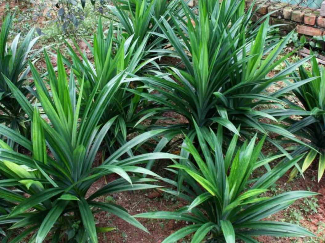 2 Live Pandan Plants, Aromatic Tropical Culinary Plant, 3–6″ Tall, Ship No Pot