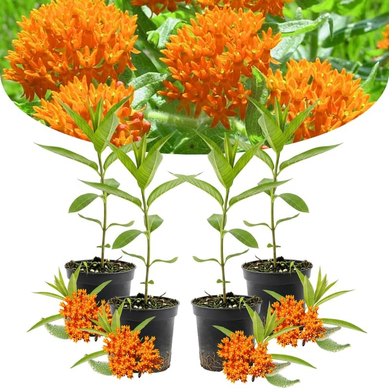 4 White Milkweed Plants Live 4-9 Inch Tall, Butterfly Asclepias Tuberosa