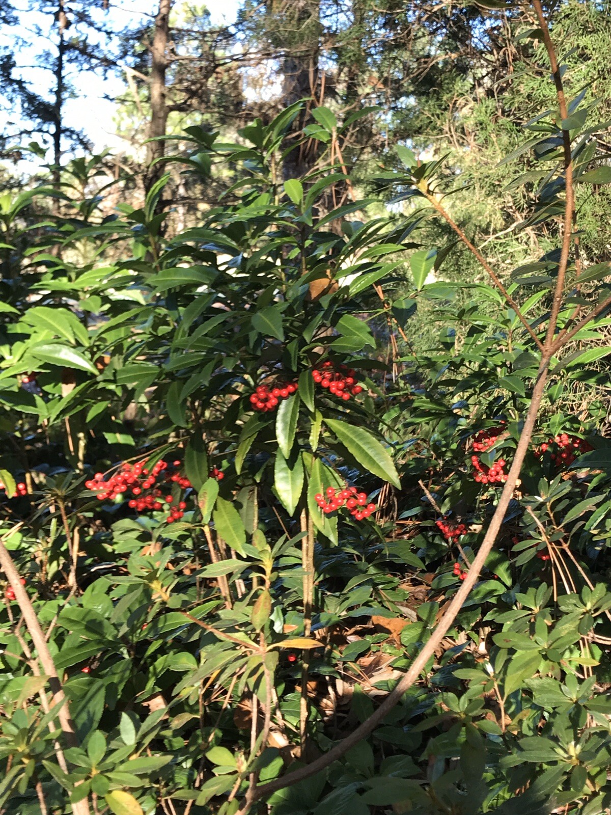 Organic Ornamental Plant 8”+Tall Coral Berry Ardisia crenata Native 5 Plants