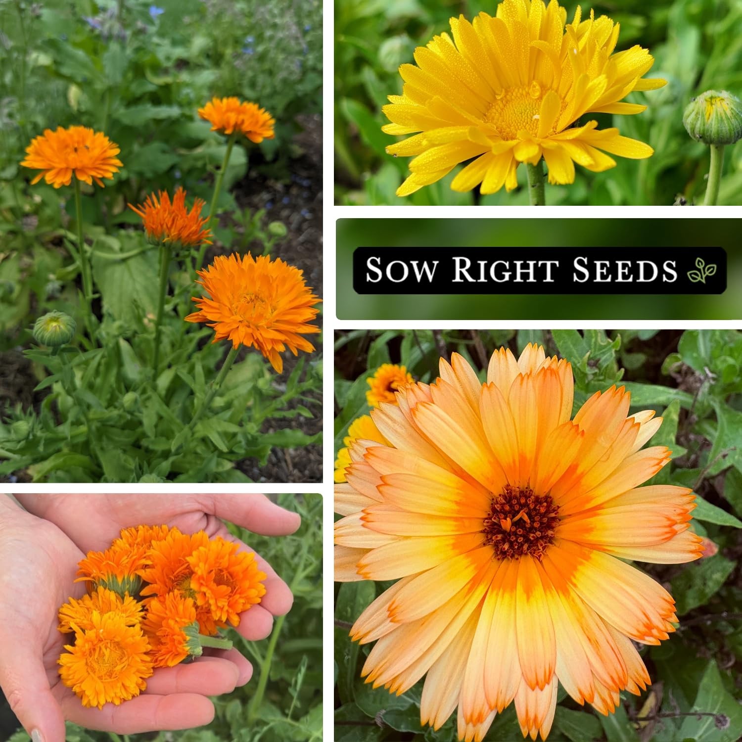 Sow Right Seeds – Calendula Seed Collection for Planting – Non-GMO Mix