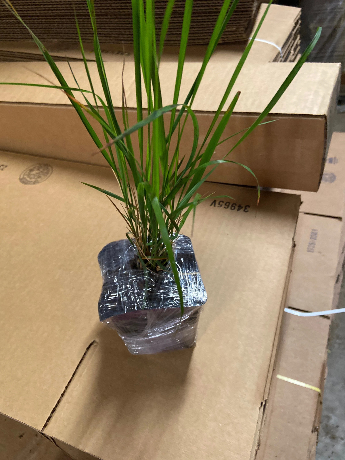 2 Karl Foerster Feather Grass in 3.5 Inch Containers (2 Pots of Plants)