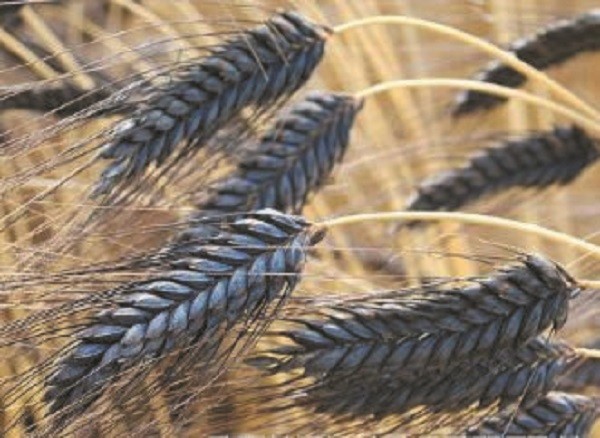 25+ Decorative Black Knight Wheat Flower Seeds / Annual / Triticum Triticale
