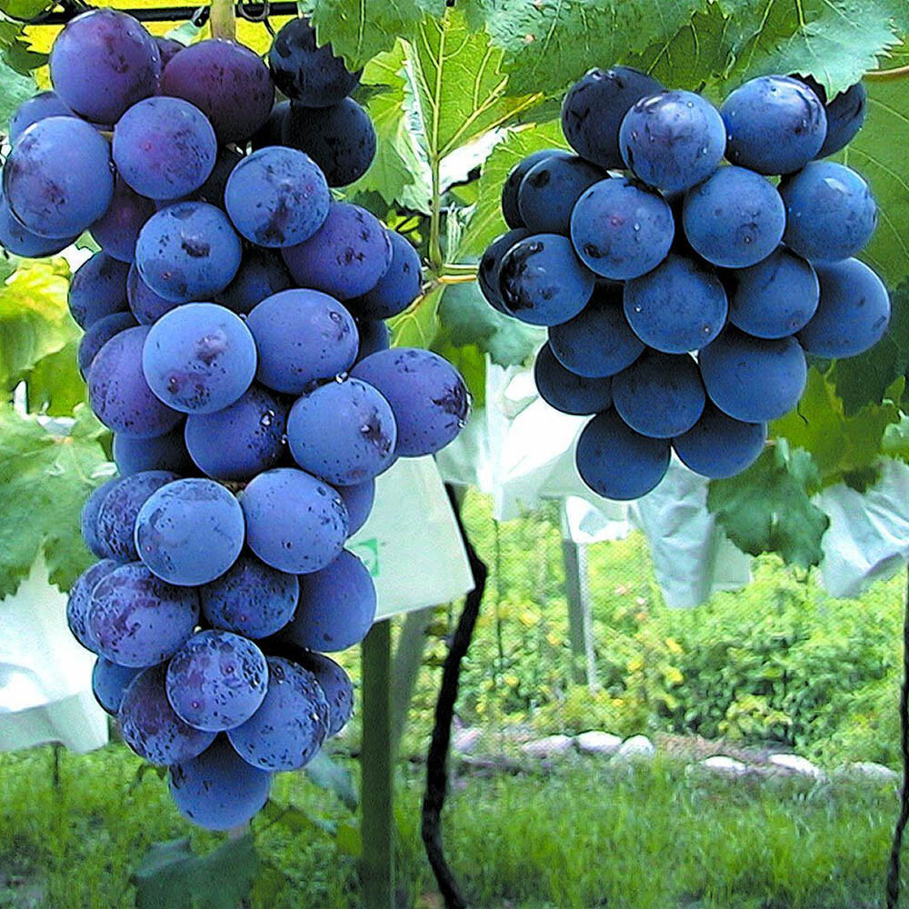 6pcs Japanese Kyoho grape cuttings 巨峰葡萄插条 교호포도 US seller