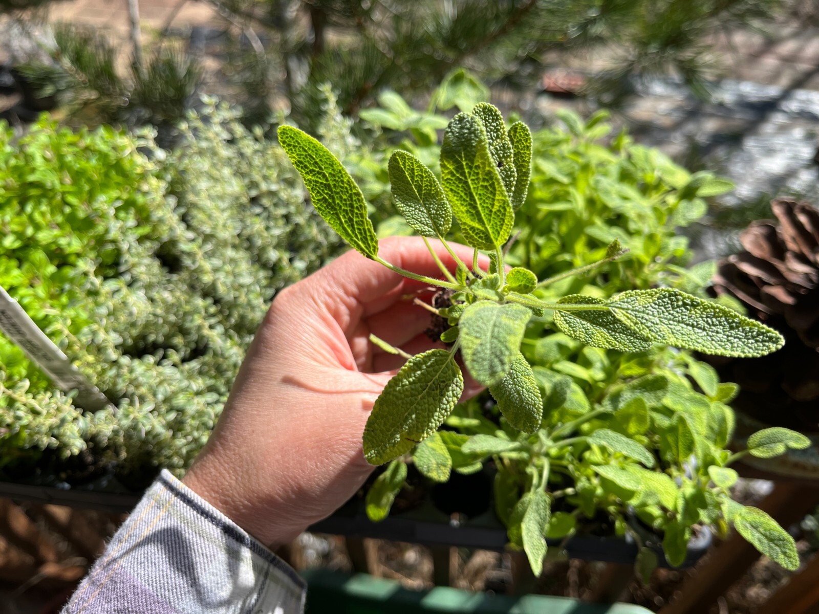 Live Herb Plants, Well-rooted Plugs Well-rooted Starter Plants For SALE
