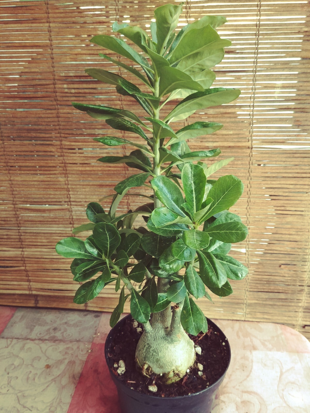 Taiwan Adenium Obesum ( Desert Rose) Live Plant/Red