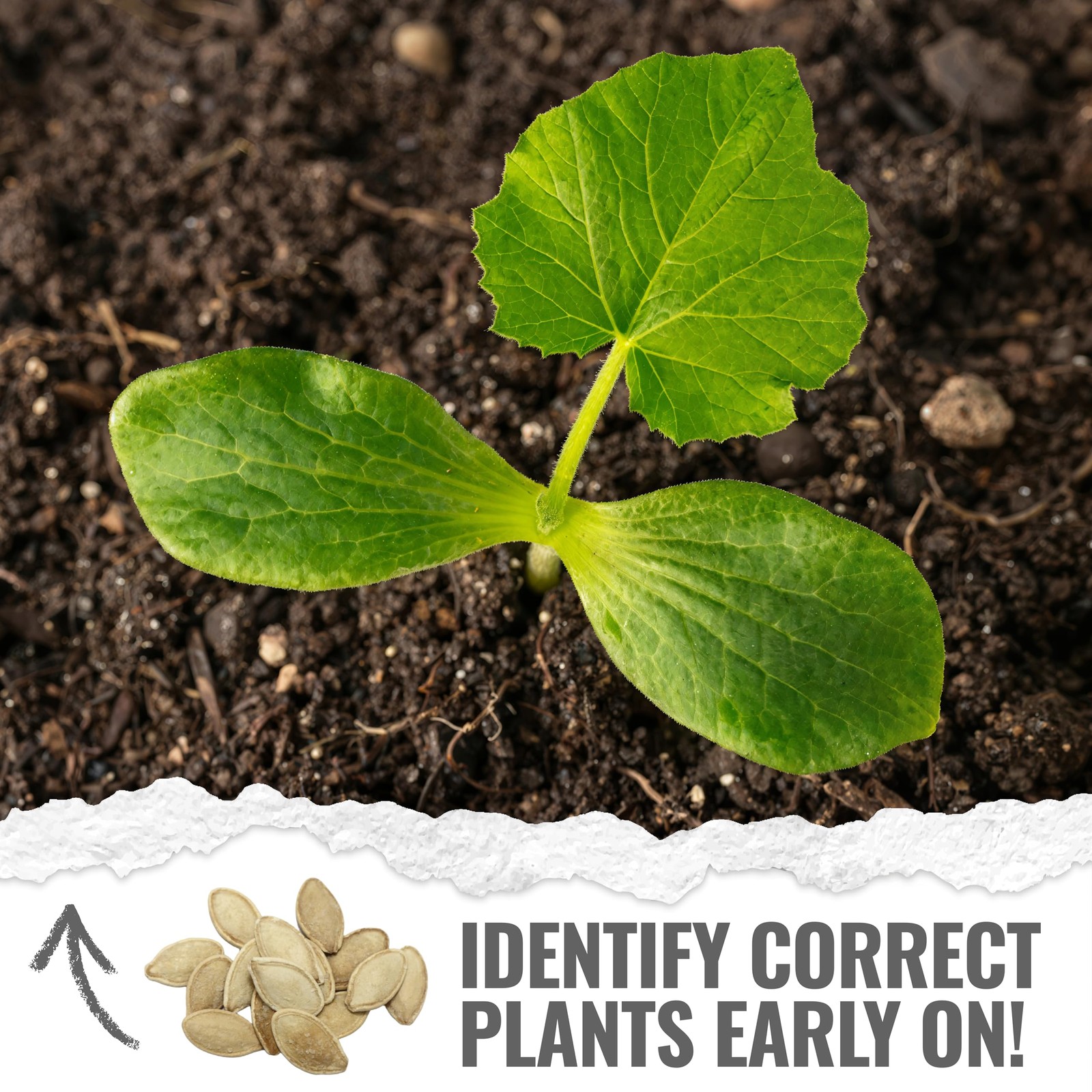 Seed Needs Pumpkin Seeds to Plant Specialty 100 Seeds, Spooky Blend (Mix)