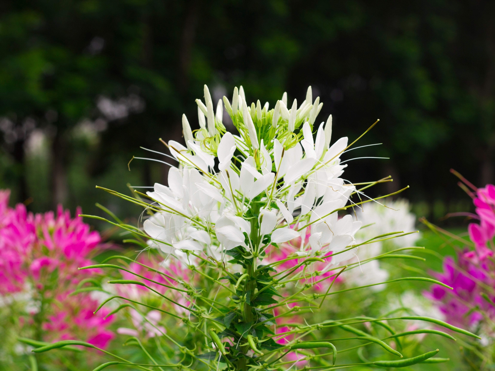 200 WHITE QUEEN CLEOME Hassleriana Cleome Spinosa Spider Flower Seeds