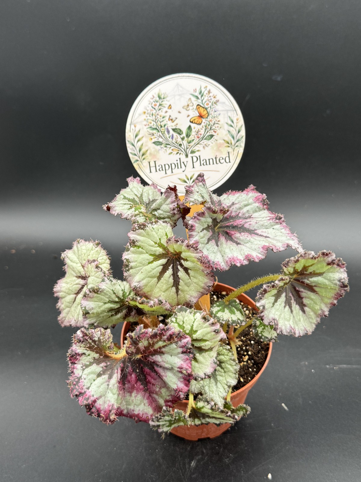 Begonia Strawberry Shortcake – 4″ Pot Live Plant – Free Shipping