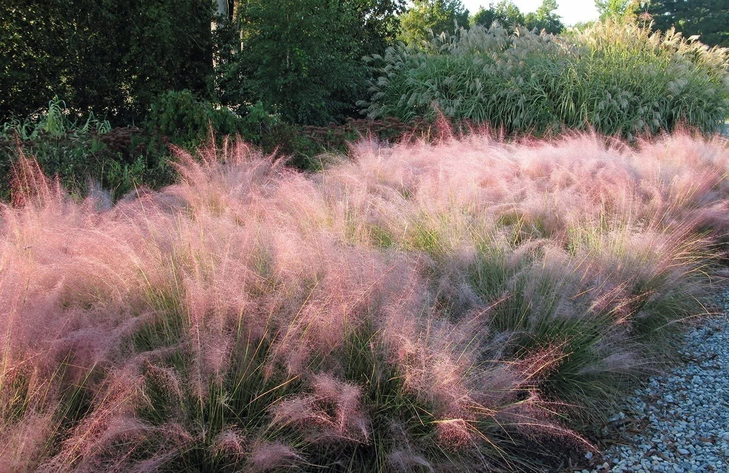 Muhly Grass | Live Gallon Size Plants | Muhlenbergia Capillaris
