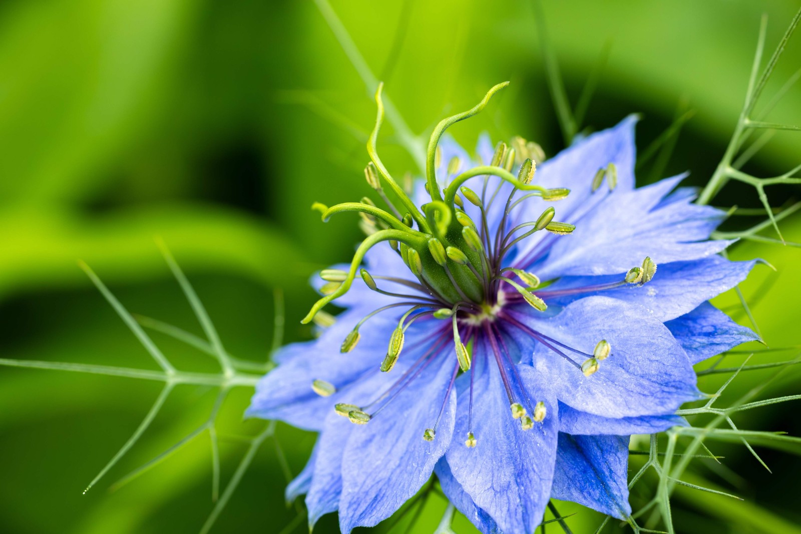 500 LOVE In A MIST PERSIAN Jewels Mix Nigella Damascena Fennel Flower Seeds