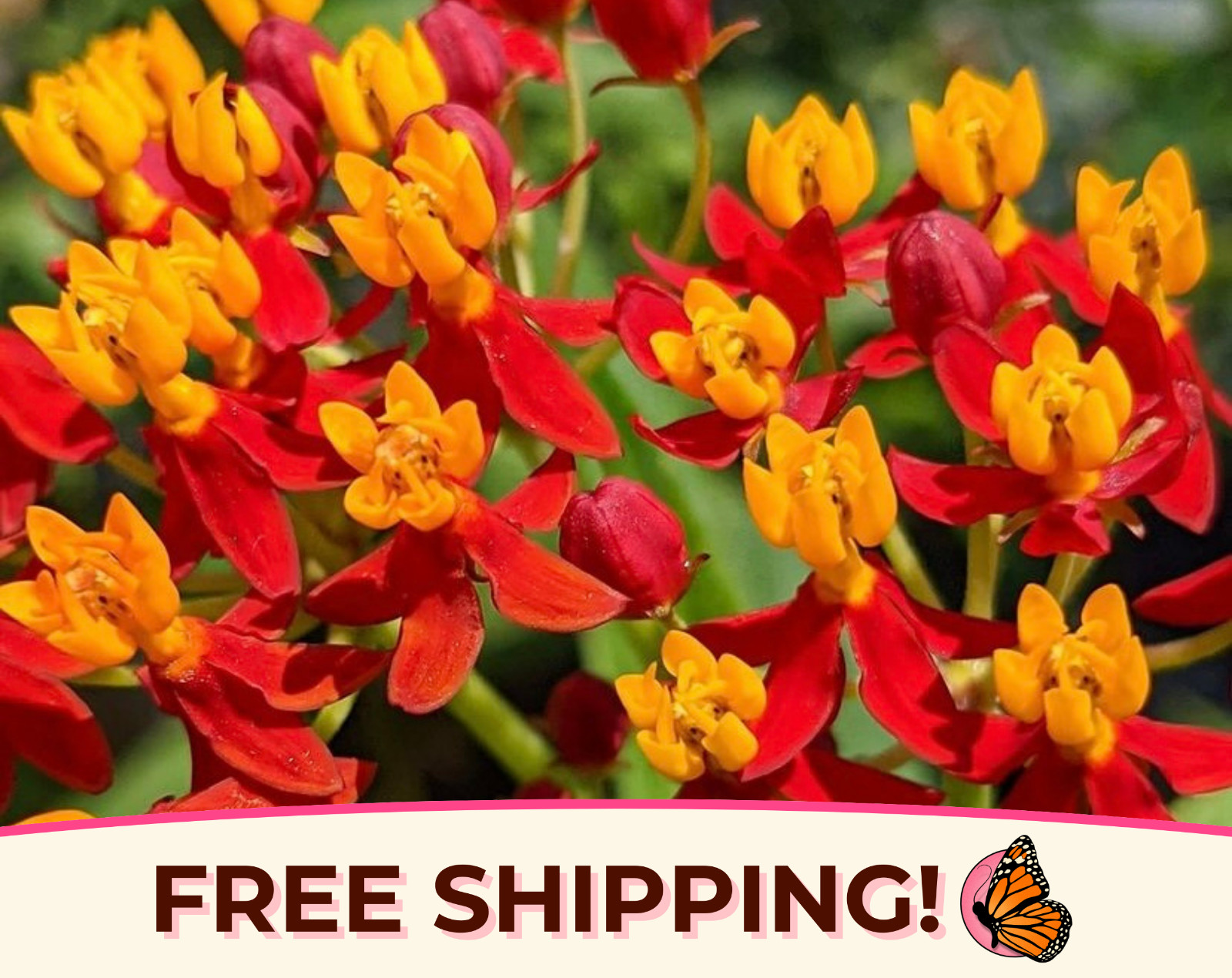 BULK Tropical Milkweed Seeds | Asclepias curassavica, for Monarch Butterflies
