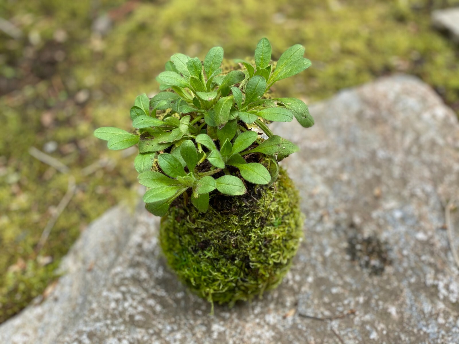 Traditional Japanese “Kokedama” Moss Garden – Made with Live Moss- Cold Tolerant