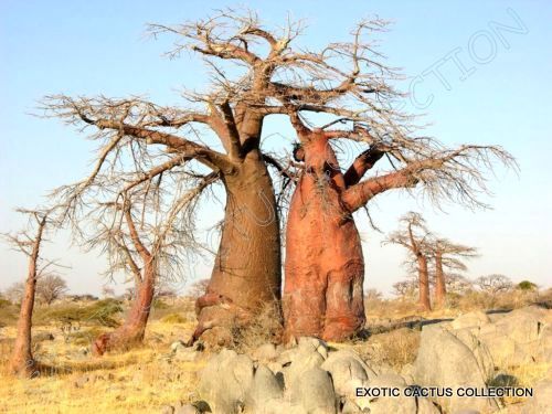 BAOBAB tree ADANSONIA DIGITATA rare bonsai exotic flowering bottle seed 10 seeds