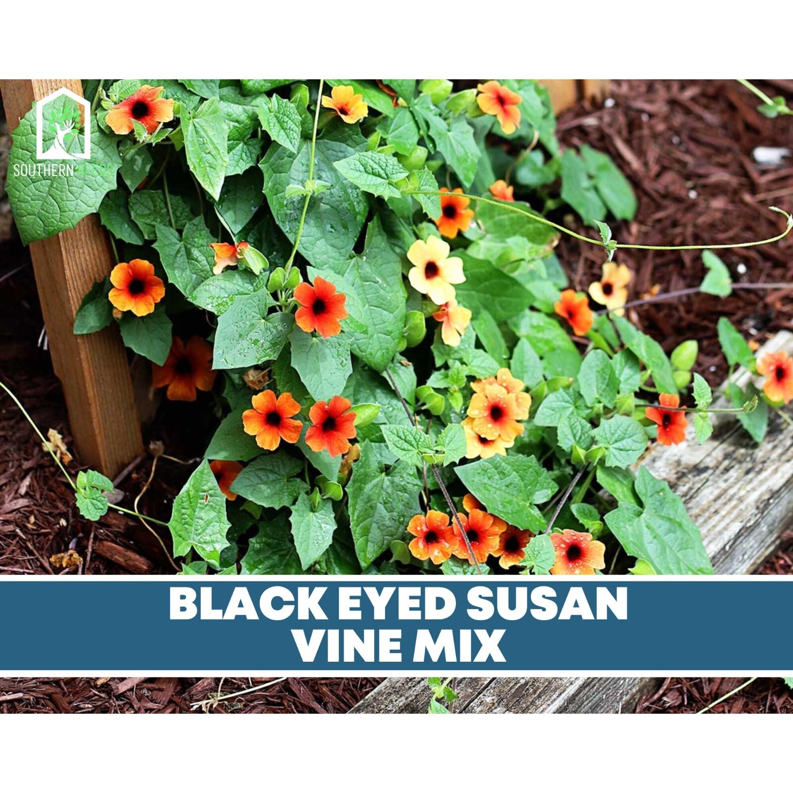 Black-Eyed Susan, VINE mix – Heirloom Seeds – Non GMO (Thunbergia alata)