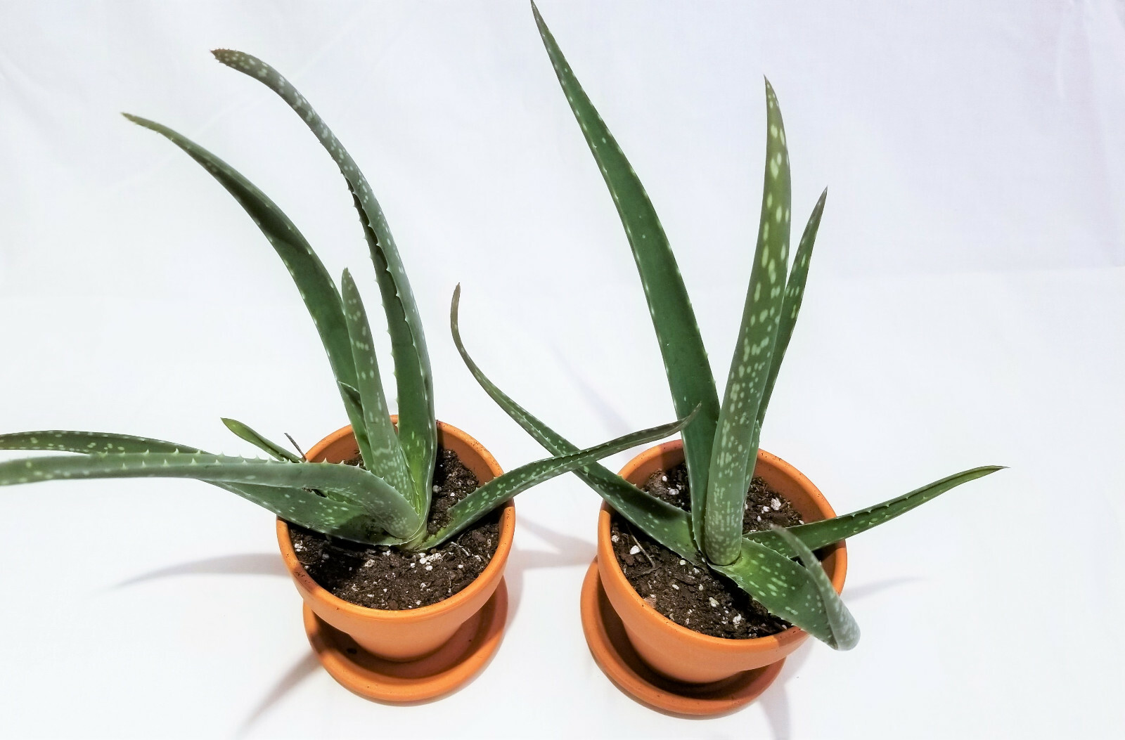 Set of 4, 4″-8″ Organic Aloe Vera Succulent Plants, Homeopathic Herbal Medicinal