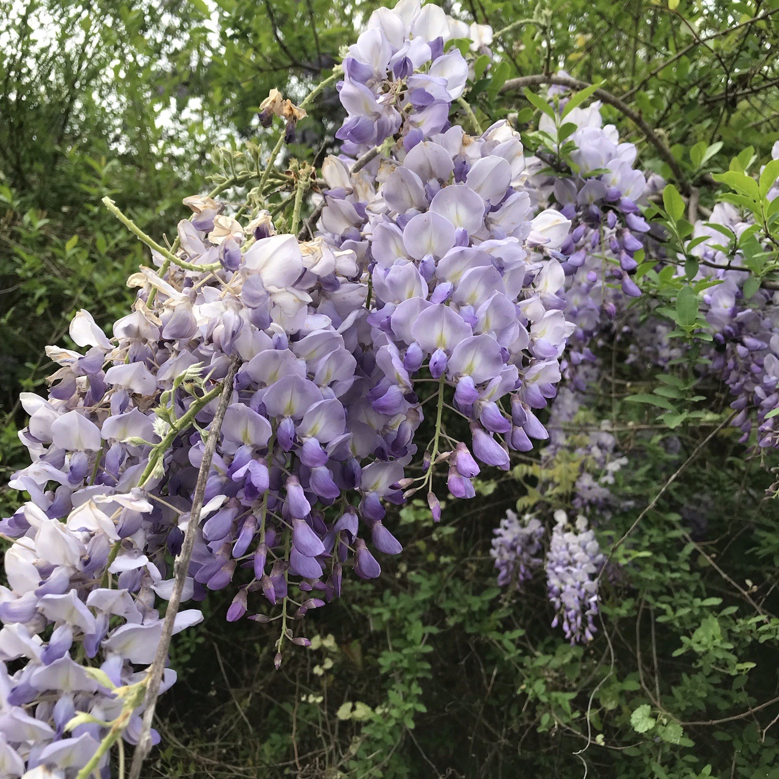 3 Seedlings Purple Lavendar Wisteria Vines Landscape Starter Plants with Roots