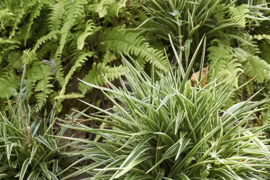 Spider Plant Live Plant (Chlorophytum comosum) – Approx. 5 Inch Height
