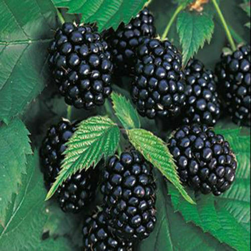 100 Pc Giant Thornless Blackberry Seeds Fruit Vegetable Seed Home Garden Plant