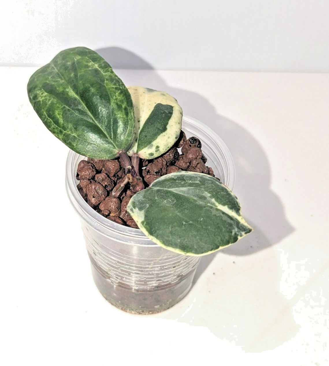 Very Rare Hoya Swiffer’s Nightmare * Collector Hoya Plant #1
