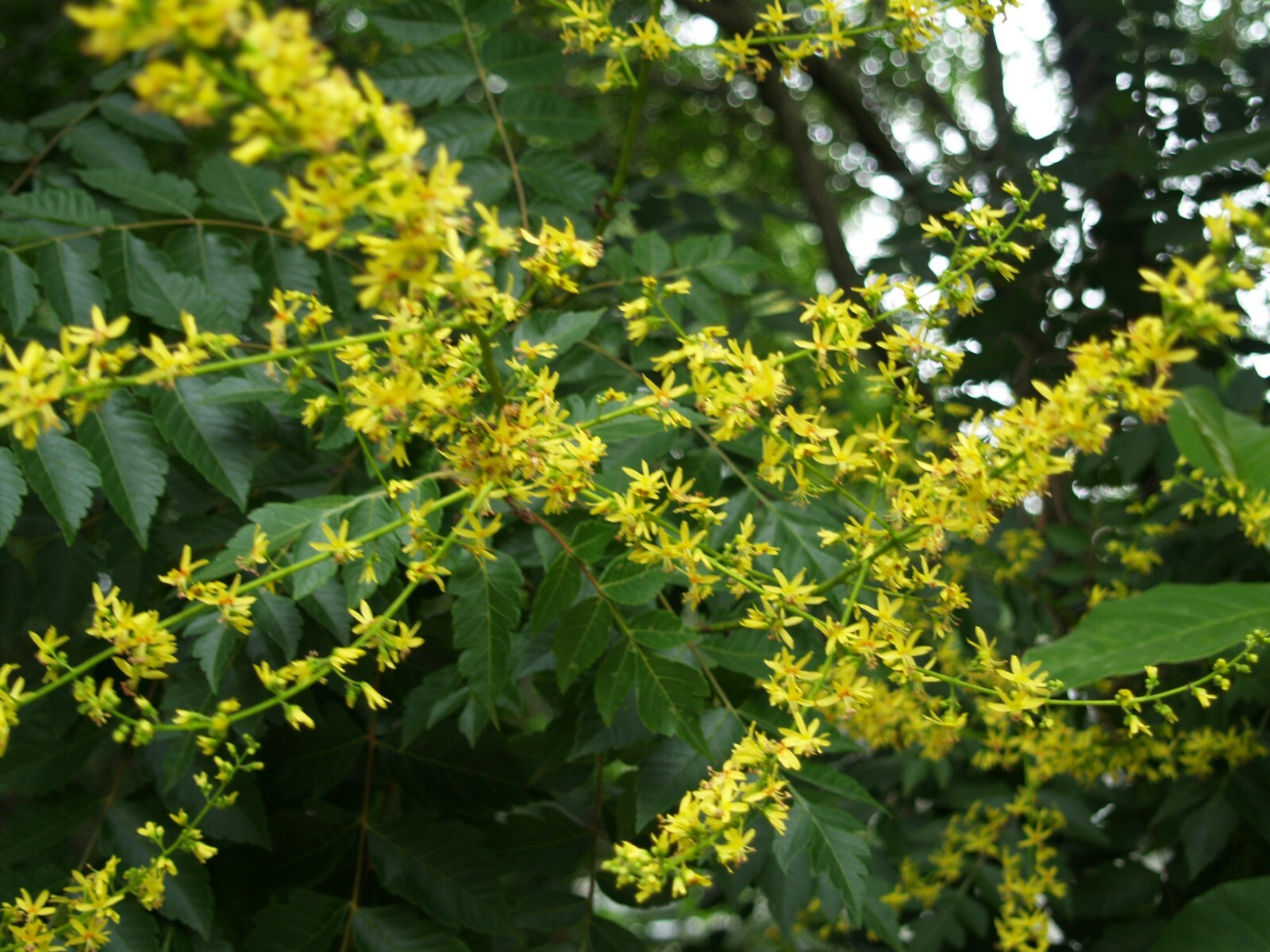 Golden Raintree, Koelreuteria paniculata, Tree Seeds