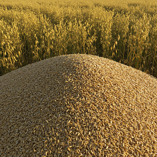 High Quality Oat Seed – Cat Grass – Fresh OAT SEED Grown in the USA
