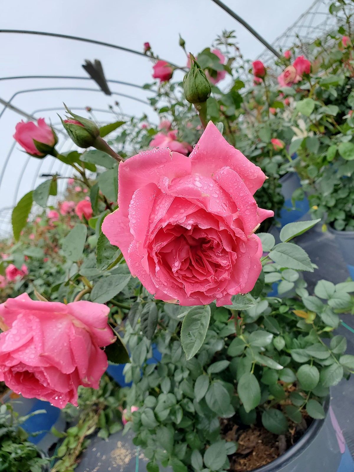 Live plant from Rosa True Inspiration (Shrub Rose, 2-Size Container, Pink Ble…