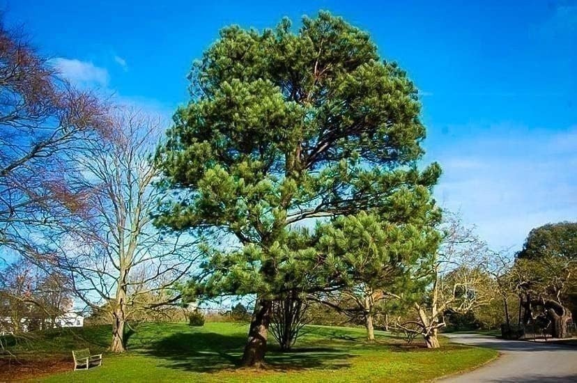 Loblolly Pine Tree Plants | Live Seedlings | Pinus Taeda | Fast-Growing…