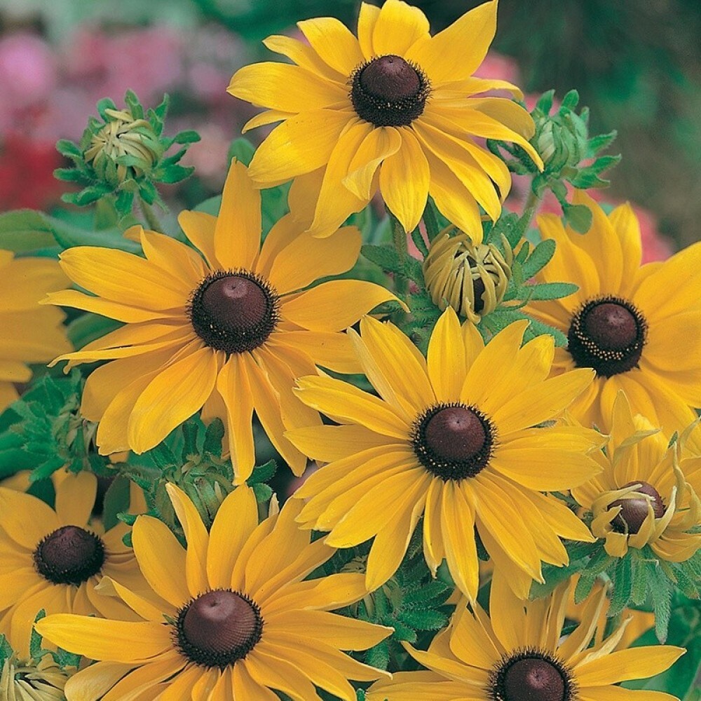 CONE FLOWER Rudbeckia Hirta Marmalade – 100+ SEEDS