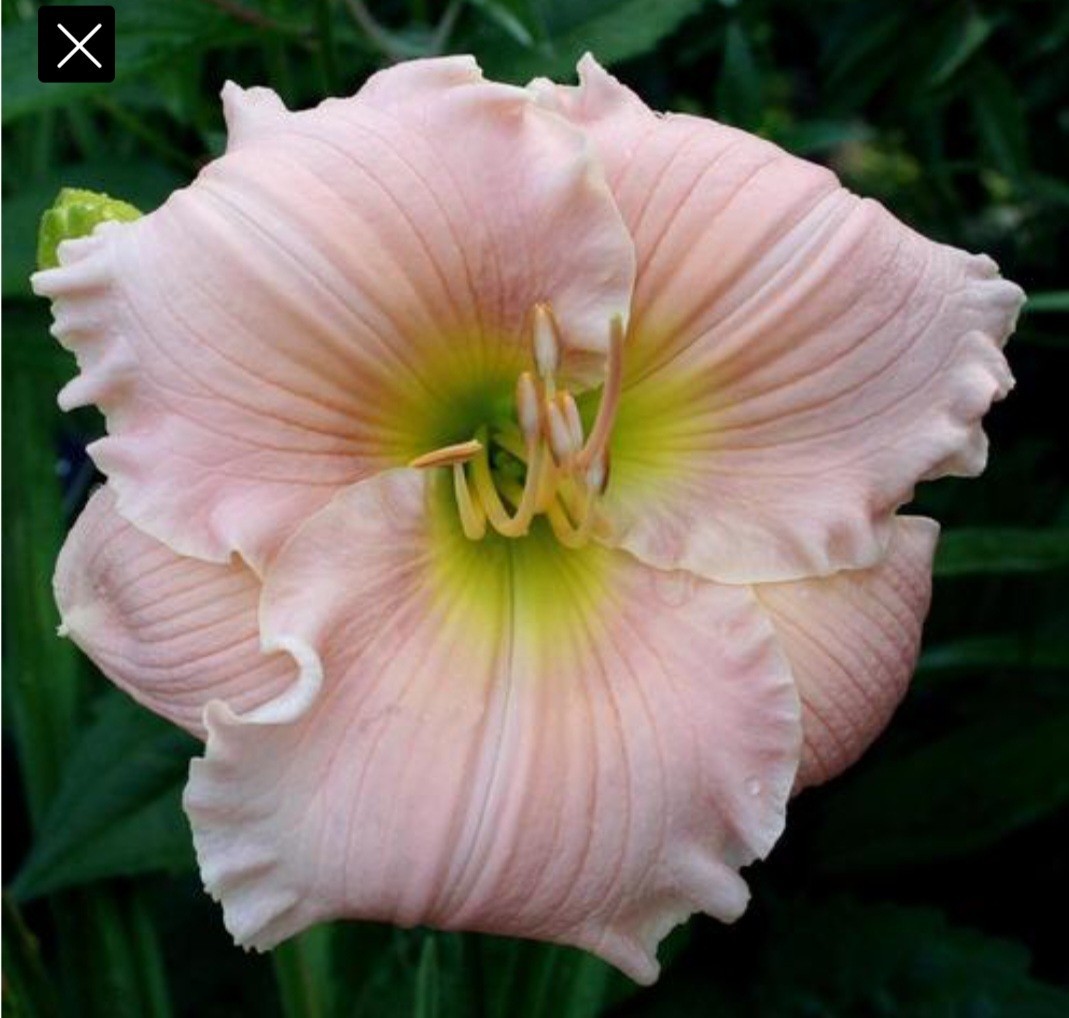 Daylily BARBARA MITCHELL Reblooming perennial ~ 2 Plants-DF