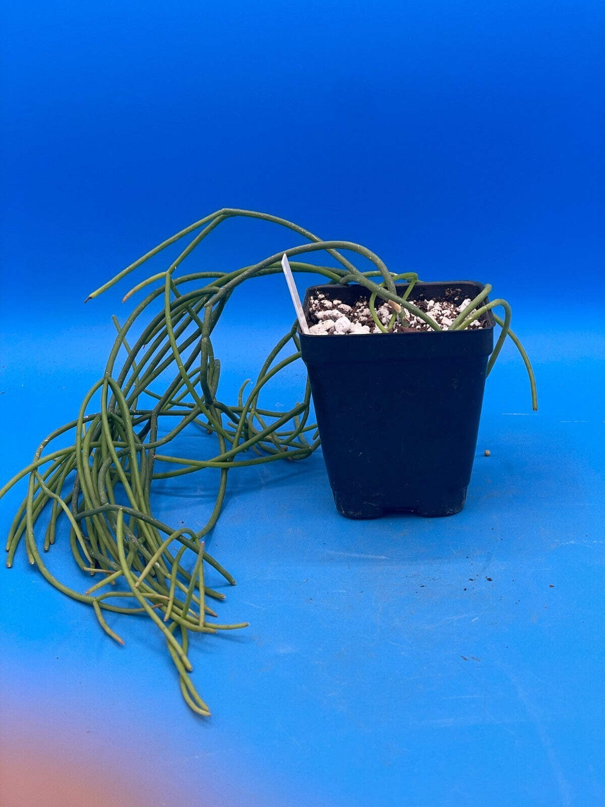 Rhipsalis baccifera – Spaghetti Cactus – 3.5″ Pot – Full And Super Healthy