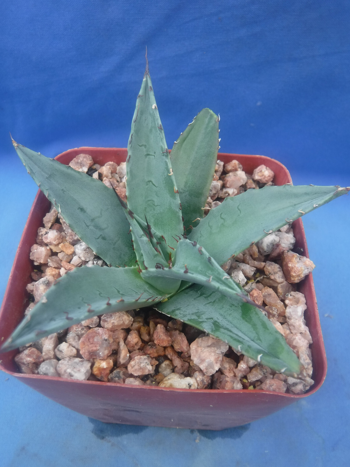Agave ovatifolia x victoriae-reginae “Sho-Time” Starter Plant HYBRID 2.5″-3.5″