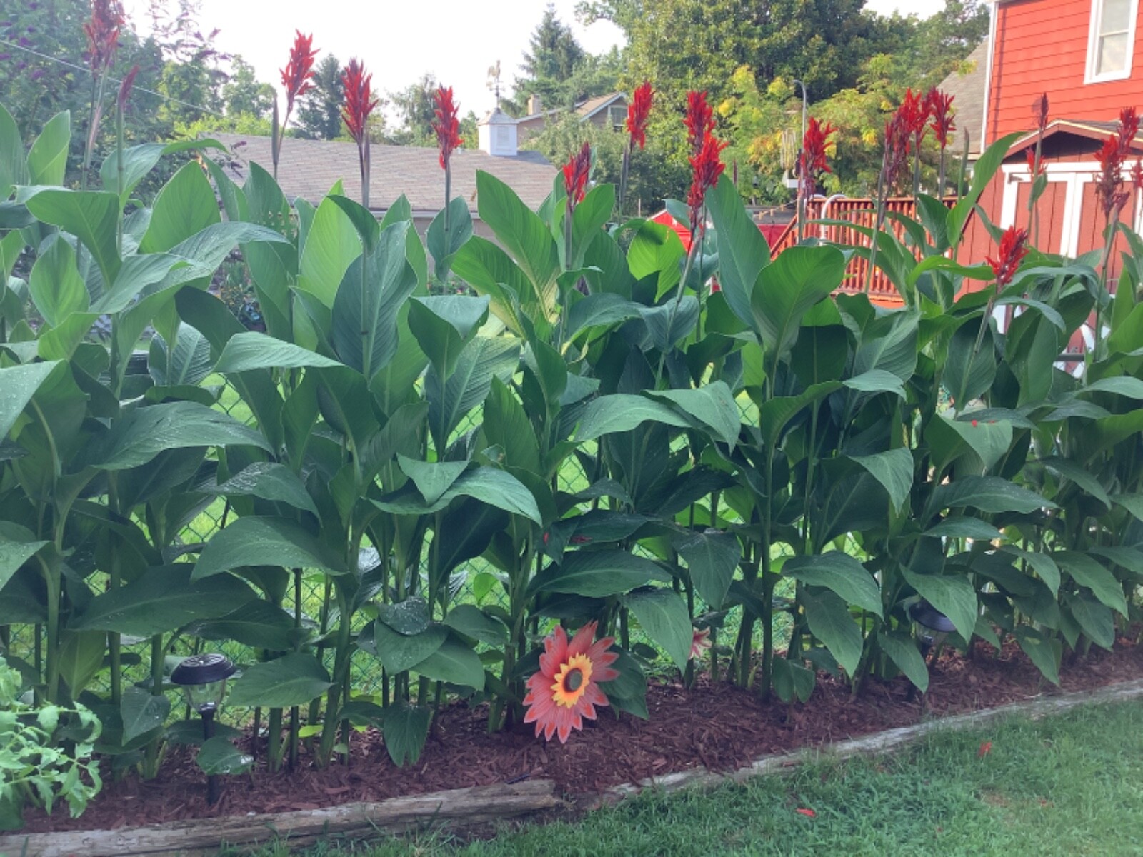 Canna Bulbs Red Jumbo Plants Tall Plants Lot Of (3) Green Leaf Lily Rhizomes